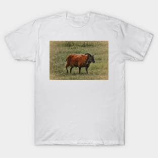 Soay Sheep T-Shirt